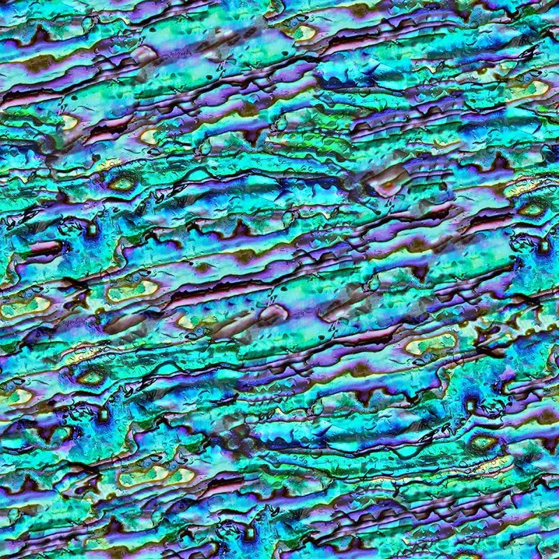 Abalone-Digital Artwork-Visual Bounty