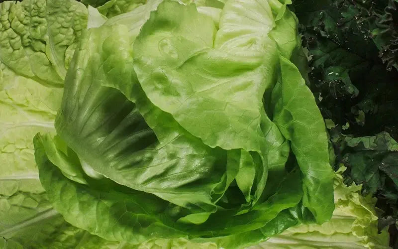 Green Lettuce-Digital Artwork-Visual Bounty