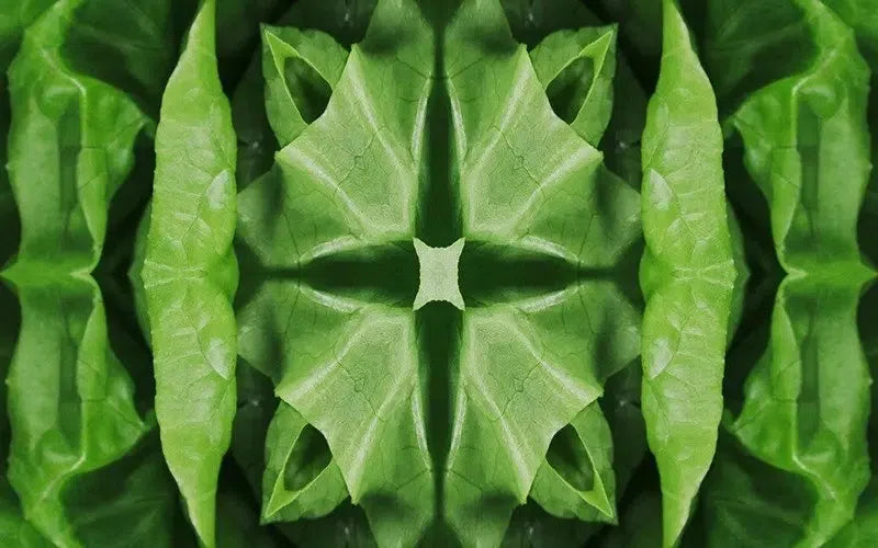 Leafy Greens Kaleido-Digital Artwork-Visual Bounty