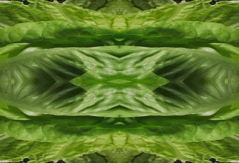 Leafy Greens Kaleido-Digital Artwork-Visual Bounty