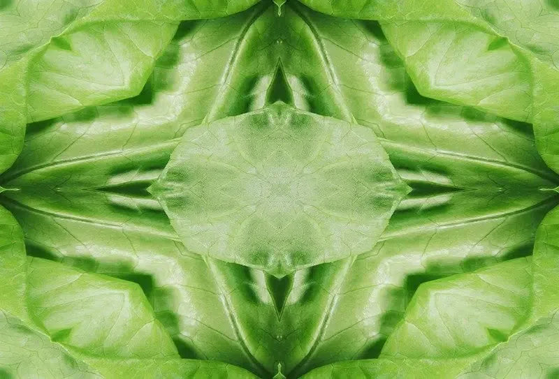 Leafy Greens Kaleido-Digital Artwork-Visual Bounty