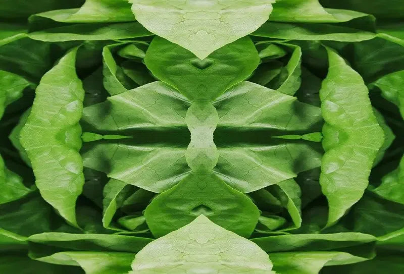 Leafy Greens Kaleido-Digital Artwork-Visual Bounty