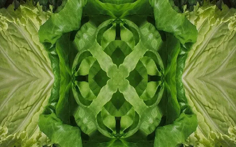 Leafy Greens Kaleido-Digital Artwork-Visual Bounty