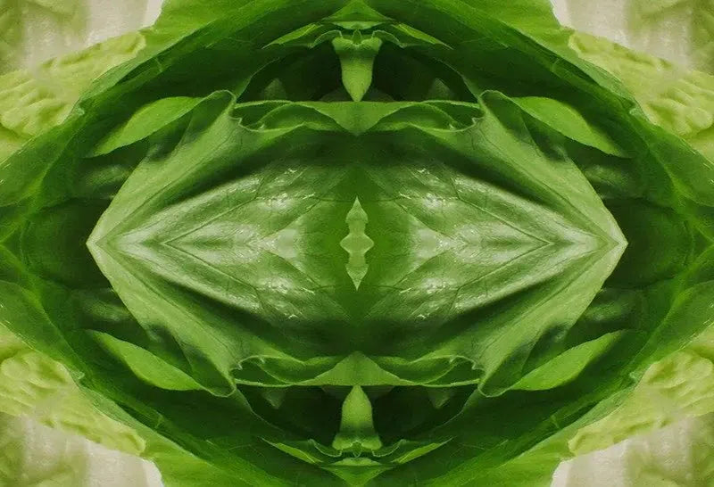 Leafy Greens Kaleido-Digital Artwork-Visual Bounty